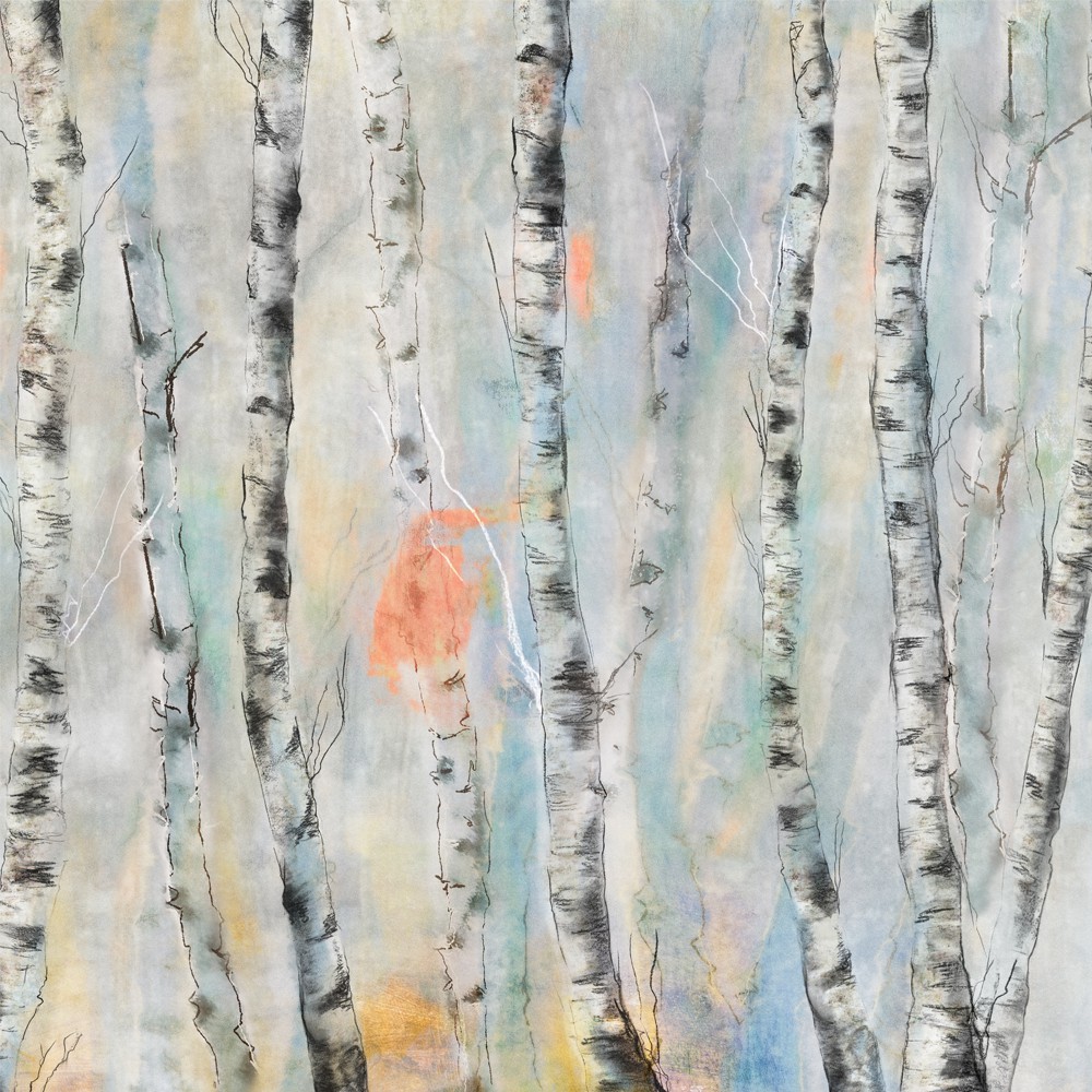 Birch Forest